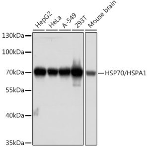 HSP70/HSPA1 Mouse mAb