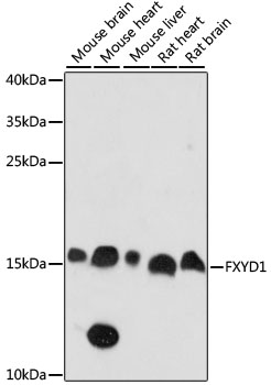 FXYD1 Rabbit pAb