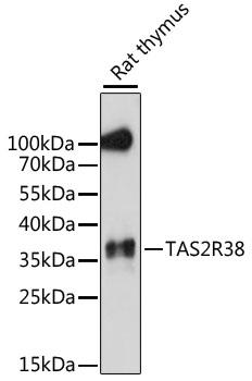 TAS2R38 Rabbit pAb