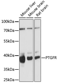 PTGFR Rabbit pAb