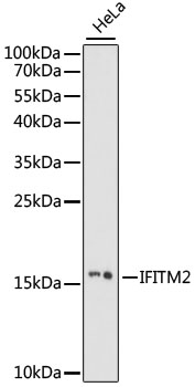 IFITM2 Rabbit pAb