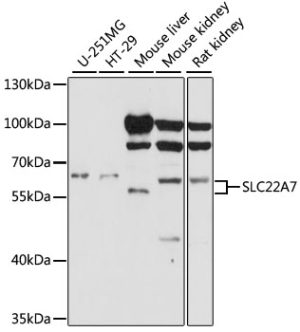 SLC22A7 Rabbit pAb