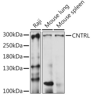 CNTRL Rabbit pAb