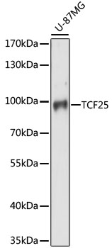 TCF25 Rabbit pAb