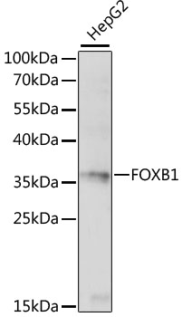FOXB1 Rabbit pAb