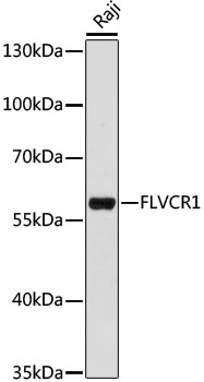 FLVCR1 Rabbit pAb