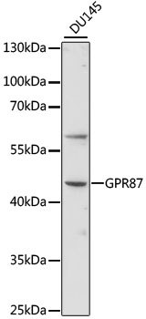 GPR87 Rabbit pAb