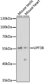 UPF3B Rabbit pAb