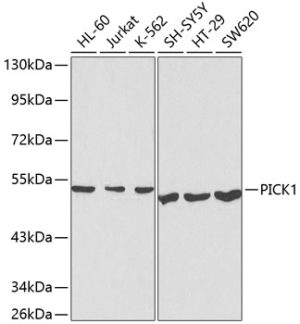 PICK1 Rabbit pAb