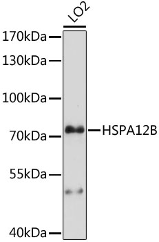 HSPA12B Rabbit pAb