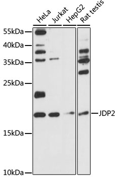 JDP2 Rabbit pAb