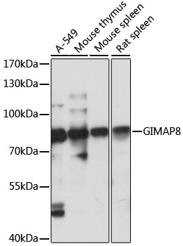 GIMAP8 Rabbit pAb
