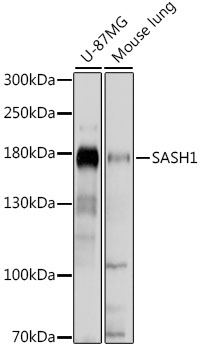 SASH1 Rabbit pAb
