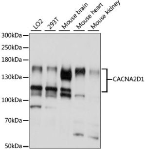 CACNA2D1 Rabbit pAb