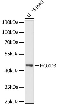 HOXD3 Rabbit pAb