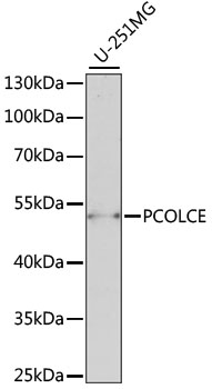 PCOLCE Rabbit pAb