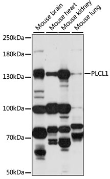 PLCL1 Rabbit pAb