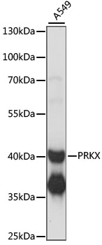 PRKX Rabbit pAb