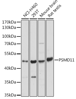 PSMD11 Rabbit pAb