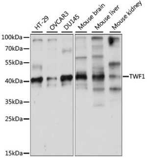 TWF1 Rabbit pAb