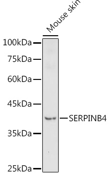 SERPINB4 Rabbit pAb