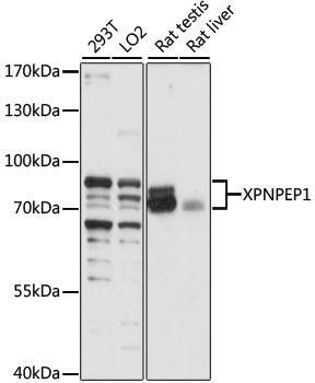 XPNPEP1 Rabbit pAb