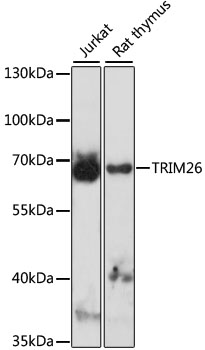 TRIM26 Rabbit pAb