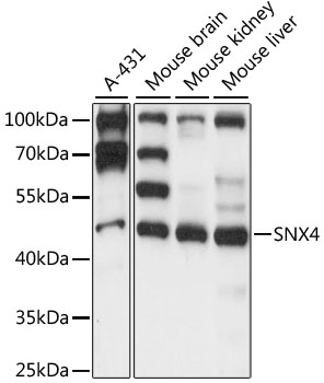 SNX4 Rabbit pAb