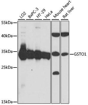 GSTO1 Rabbit pAb