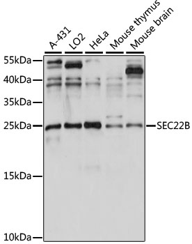 SEC22B Rabbit pAb