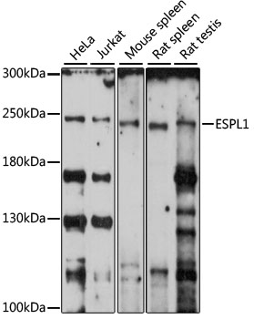 ESPL1 Rabbit pAb