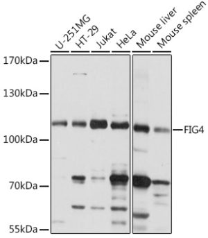 FIG4 Rabbit pAb