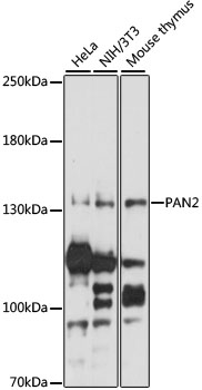 PAN2 Rabbit pAb