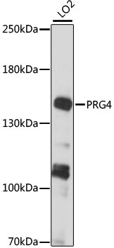 PRG4 Rabbit pAb