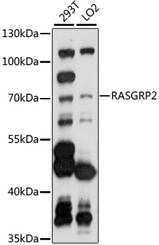 RASGRP2 Rabbit pAb