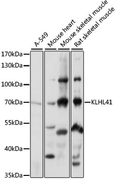KLHL41 Rabbit pAb