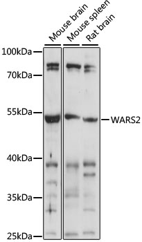WARS2 Rabbit pAb