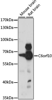 C6orf10 Rabbit pAb