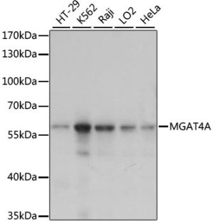 MGAT4A Rabbit pAb