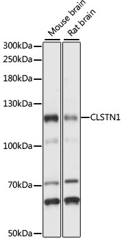 CLSTN1 Rabbit pAb
