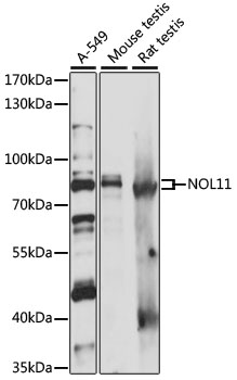 NOL11 Rabbit pAb