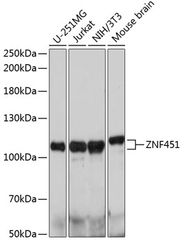 ZNF451 Rabbit pAb