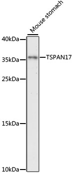 TSPAN17 Rabbit pAb