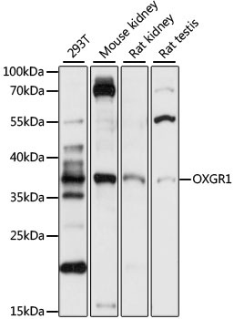 OXGR1 Rabbit pAb