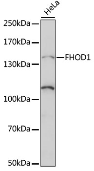 FHOD1 Rabbit pAb