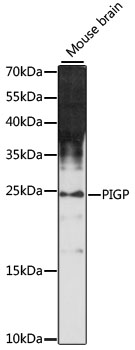 PIGP Rabbit pAb