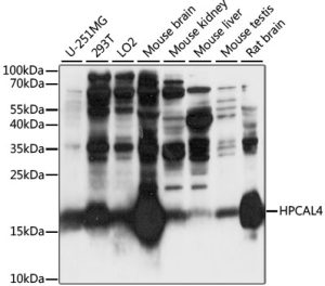 HPCAL4 Rabbit pAb