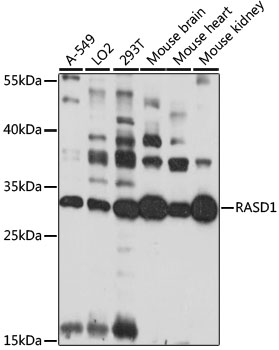 RASD1 Rabbit pAb