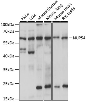 NUP54 Rabbit pAb