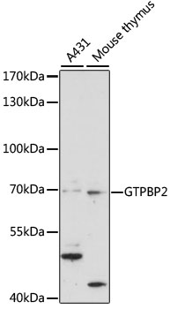 GTPBP2 Rabbit pAb